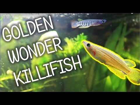 Golden Wonder Killifish | Basic Care