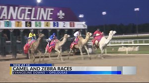 Which is faster, camel or zebra?
