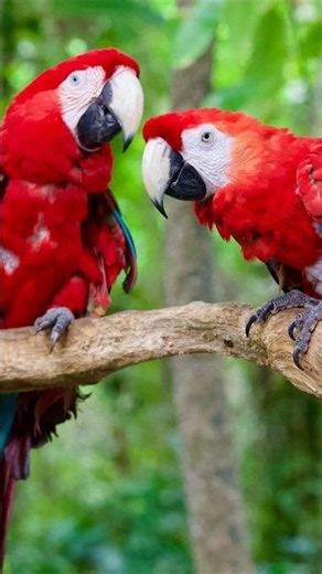 “Colorful Birds of Nature in Ultra HD 🌈🐦”||“Incredible Bird Moments Caught on Camera||