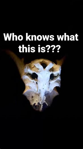 #whatami #beauty #StayRooted | Amber Moore