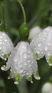 Snowdrop #piano #pianosolo #pianoplayer #pianomusic #pianoartist