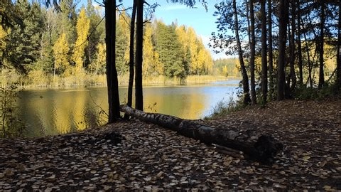 clip-3969011475-birch-pine-trees-grow-along-banks-river