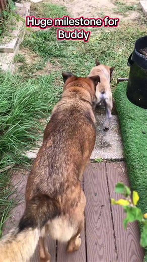 Buddy's Journey: Overcoming Dog Aggression
