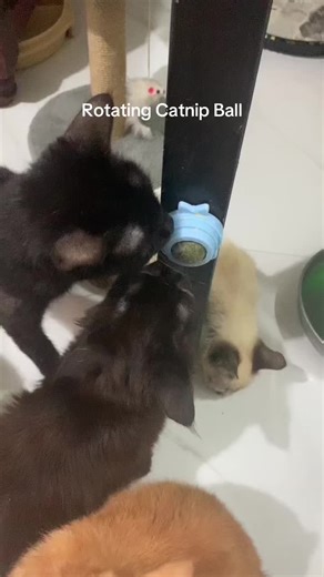 Rotating Catnip Ball Toy for Engaging Kittens