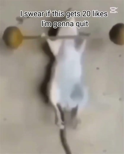 muscles #memeclip #funnyimages #meme #funnymemes #rap #funny #moments #legend