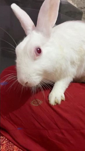 Cute White Rabbit | Adorable Bunny Pet Video