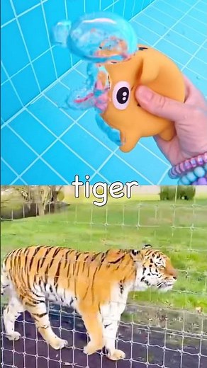 Sink or Float | Learn Animal Names at the Pool for Kids: Peacock Tiger Alpaca Squirrel Cow