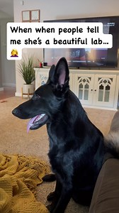 What BREED is LUNA? #germanshepherd #gsd #gsdlove #gsdlife #germanshepherdpuppies #reels #reelsusa #reelsviral | Zeus and Luna