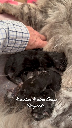 These babies are so perfect #MassiveMaineCoon #mainecoon #mainecoonkittensforsale | Massive Maine Coons
