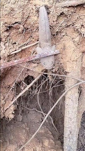 The process of catching flying fish