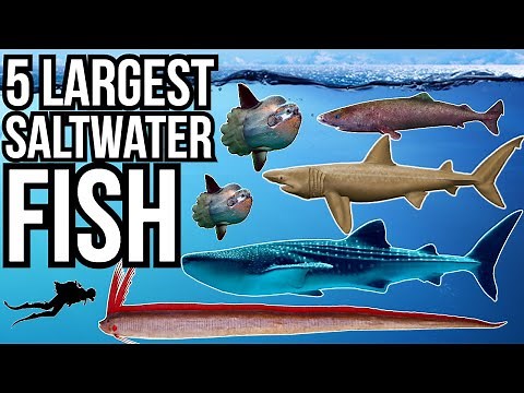 5 Of The Largest Saltwater Fish In The World