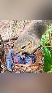 3.4M views · 10K reactions | #bird #and #squirrel #birds #birdlife #birdphotography | Hashtag Birds | Facebook
