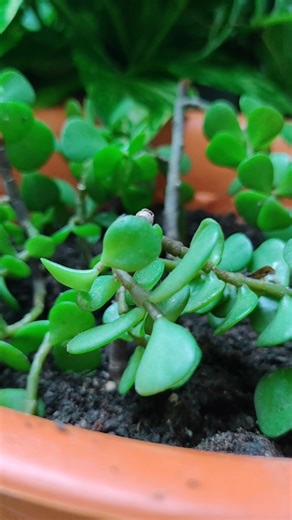 ।।Pruning and propagation of Jadeplant ।। Elephant bush ।।