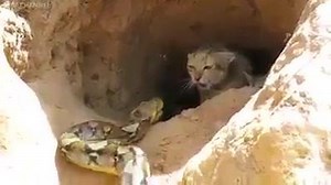 589K views · 2.3K reactions | Nature and Animals on Reels | Facebook