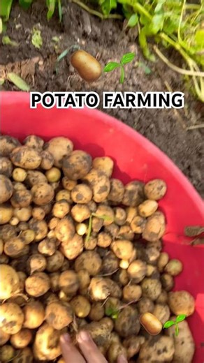 A Short Advice Before Growing Potato🥔🌱 #farming #potato #farmer