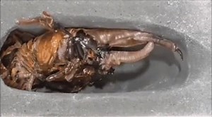 8.8K views · 57 reactions | Science Instructional Material. ---The amazing metamorphosis of a horn beetle. Credits to the creators, owners, authors of this video. | DepED Resources | Facebook