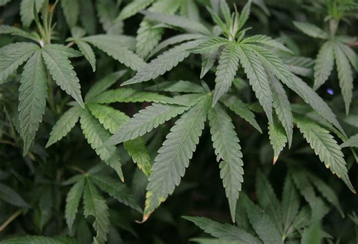 Hemp ordinance passes in Fairhope