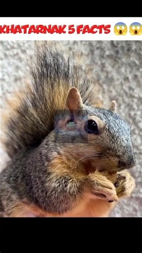 Makdi barood ki tarah fat sakti hai? 🕷️💥 #shorts #facts #amazingfacts