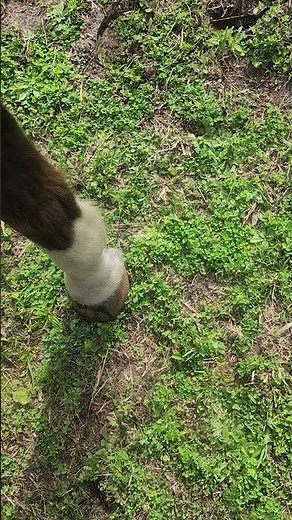 first horse sheath cleaning and bean removal in 26 years!