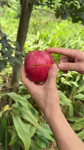 Cut Ripe Apples #fruit #fruitcutting #apple #shorts #foryou