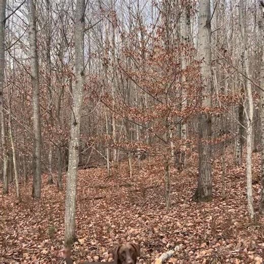 Here is video from our adventure yesterday. We woke up to some light snow this morning. The roof and decks are white. Monday/Tuesday closed #outdoorlife #dogslife #sunshine #outdoorlifestyle #getoutsideandexplore #forestlife #destination #puppies #ThePAWilds #getoutsidemore #naturephotography #forest #getoutside #hike #supportsmallbusiness #crispiboots #supportlocal #gravelroads | Hotel Manor