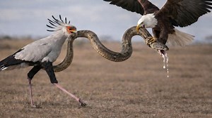 8.8K views · 259 reactions | WILDLIFE Documentary: Epic Predator Battle and Survival in the African Savanna #indonaturevalues | Indo Nature Values | Facebook