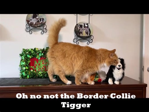 104K views · 2.5K reactions | Tigger's Merry Christmas message | The Wonderdogs | Facebook