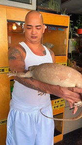 Coral albino Asian water monitor (Varanus salvator) is a large semi aquatic lizard native to South and Southeast Asia, known for its adaptability and strong swimming ability. These monitors are dark-colored with brown markings and a black band edged with yellow behind the eyes. They are opportunistic predators with a powerful bite and a strong, paddle-like tail, and their populations are found in various habitats near water, including wetlands, rivers, and even urban areas. #coral #albino #asian