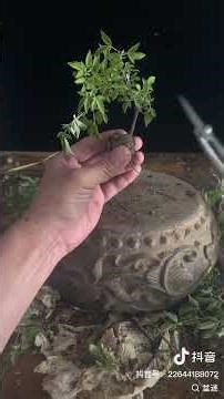 Many say growing a cork tree bonsai is tough. Let's give it a try! #bonsai #plantingtips