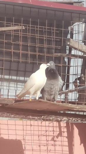 Mountain pigeon Lotf on TikTok