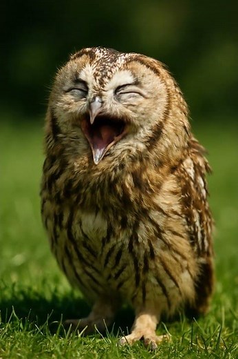 The Smiling Owl! 🦉😄 | Cutest & Funniest Wildlife Moment | AI Animal Short