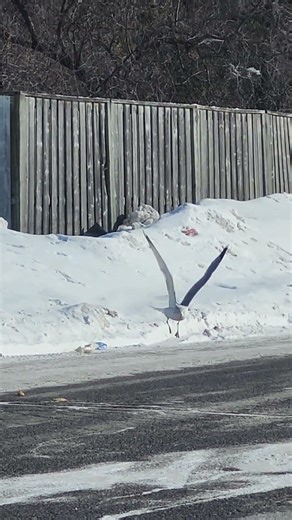 Amazing take off part twenty five - seagulls. #shorts