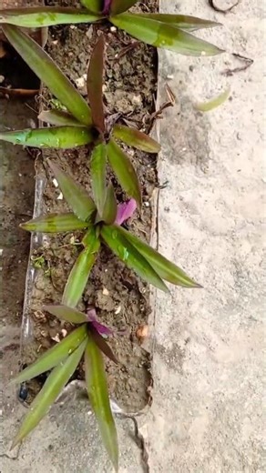 Beautiful planter made by water bottles// #waste #recyclemania water bottle me plant lagaiye