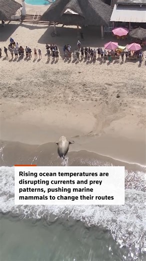 An adult northern elephant seal nicknamed "Panchito," who has been monitored by marine biologists since 2020, appeared on Los Ayala beach in Compostela on January 28, prompting Mexican Navy personnel to establish a security perimeter around the ten-foot-long animal. #elephantseal #panchito #losayalabeach #mexico | Reuters