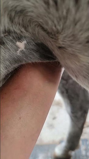 No sedation natural horse sheath cleaning