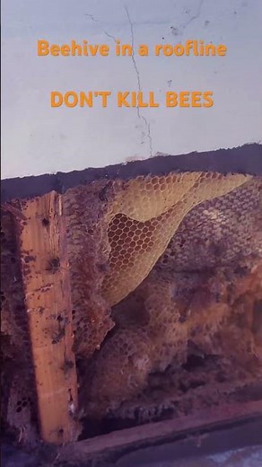 #savethebees #beeremovalArizona bees were exterminated and then new bees moved in. we saved them