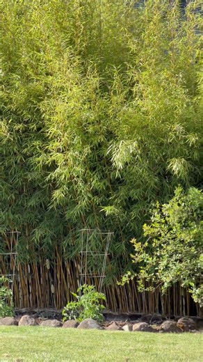 Bamboo in the Pacific Northwest #bamboo #spectabilis #robusta