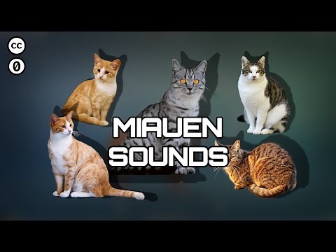 Katzen miauen - Soundeffekte (Kostenlos | CC0)