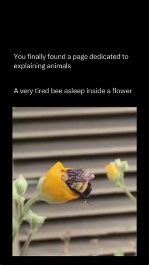 Explaining All Animals on Instagram: "Follow @explaining.animals to learn everything about animals one post at a time 🧠🔥 The tired bee drifts from flower to flower with heavy wings, carrying the weight of a long day’s work. Though small, it has spent hours gathering nectar, showing how even the tiniest creatures can work hard. As the sun sets, the bee finally slows, finding a quiet place to rest. Its tiredness is a reminder that effort matters, and that rest is just as important as work."