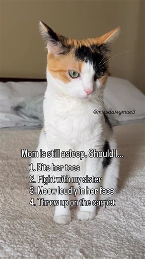 320 reactions · 81 comments | What should I do?  #missdaisymae #catsofinstagram #calico #cats #catvideo #catreels #reels #catlife #cute #funny #instacat #catlover #shesthecutest #becausecats | Daisy Mae | Facebook