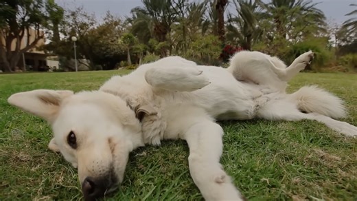 Why the Bible hates dogs