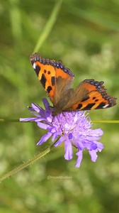 14K views · 105 reactions | Pretty Butterfly in a Sunny Day on Flower Field #butterfly #flower #pretty #nature #wildlife HA97098 | HAWI Studios | Facebook