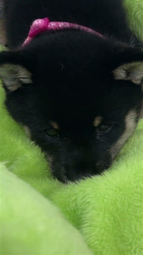 【豆柴犬】ベッドの中で疲れて寝てる姫ちゃん💘❤️