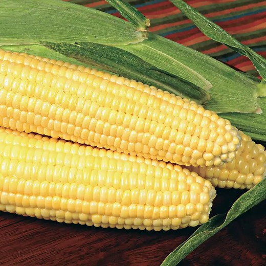 Bodacious RM Hybrid Sweet Corn Seed (se)