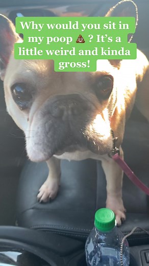 French Bulldog Poops in Car: A Funny Incident