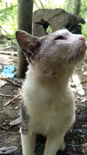 Why are you crying? #cat #cat #cutecat #catlovers #funny #comedy