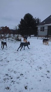 Perfect Pet Dog Training on Reels