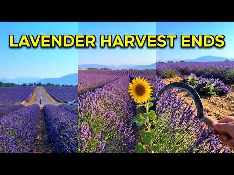 France Lavender Tour in Provence 4K | Full bloom, one week left