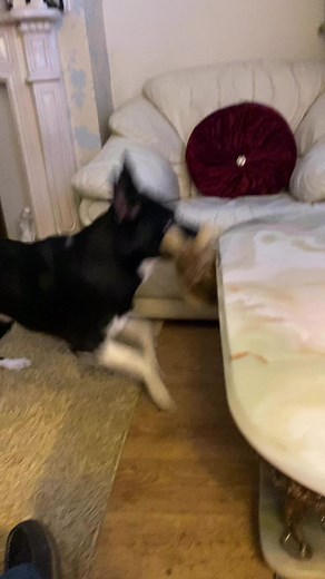 Barney thinks this bits exciting#paddington2 | Stephen Kelleher