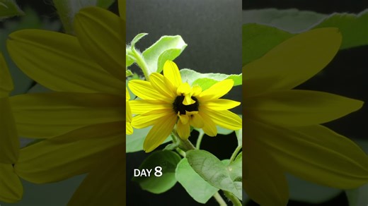 Wild sunflower blooming time lapse